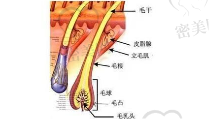 毛囊形态