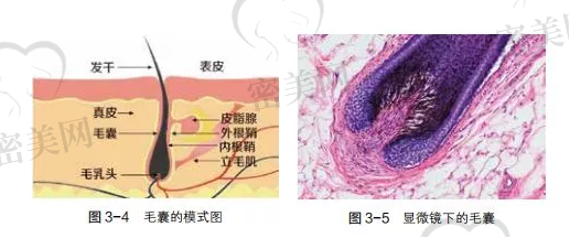 头发毛囊