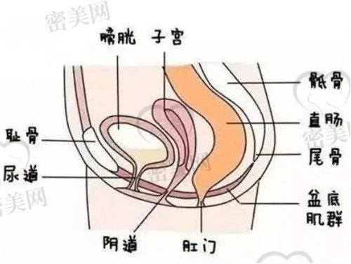 女性私处示意图