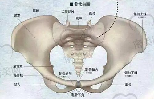 骨盆示意图