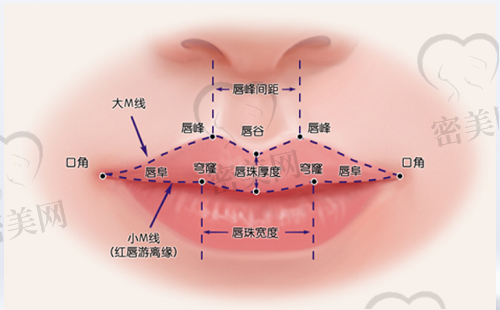 唇部结构解析图