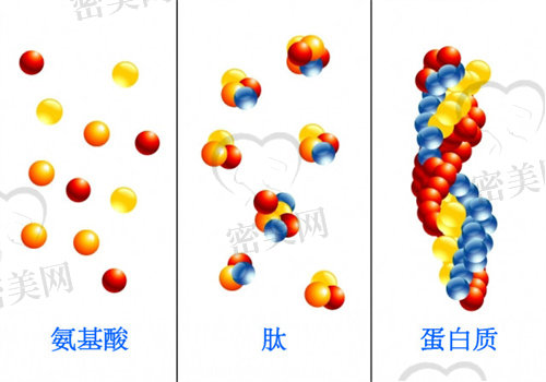 细胞肽和生长因子的区别