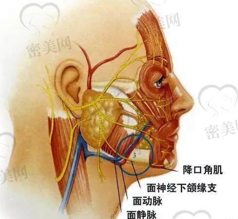 小拉皮和线 雕的区别是什么