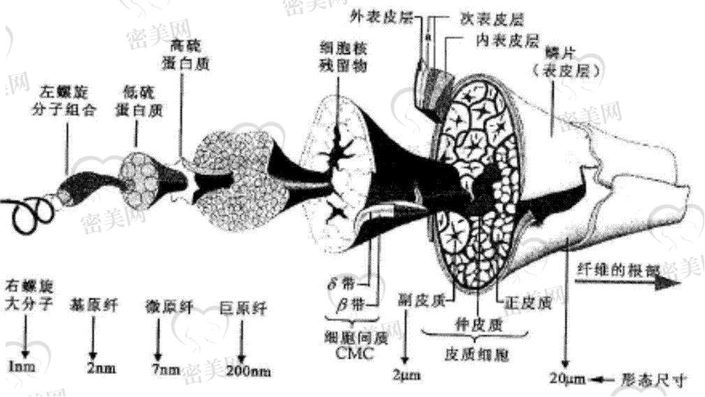 聚左旋乳酸是什么东西