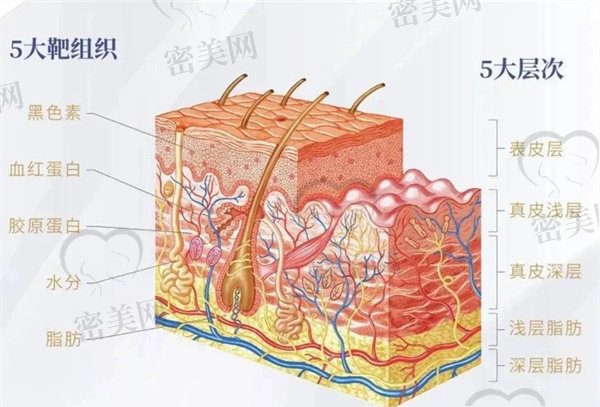 5D胶原光是什么？