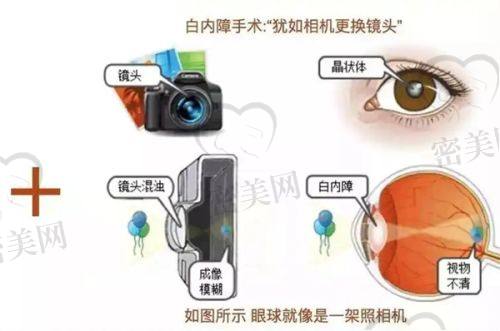 王树医生擅长项目：