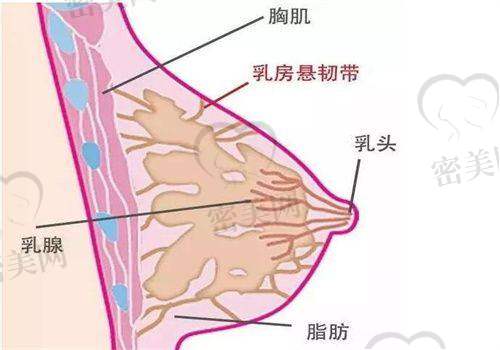 刘洋医生怎么预约挂号？