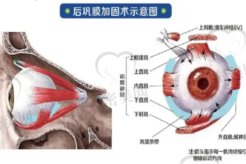 舒鹏医生擅长项目：