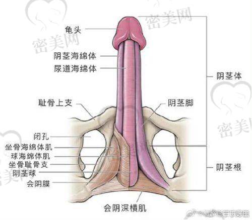 成都九龙医院：专属男科团队+进口钛合金珠