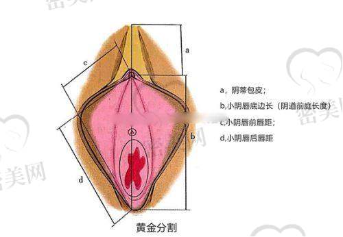李伟杰医生荣誉资质：