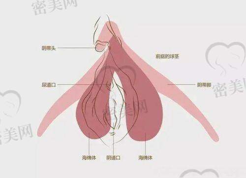 上海伯思立整形葛敏私密整形：技术优势大放送