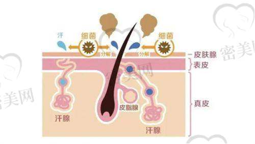 顾浩医生荣誉资质