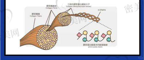 马晶晶医生荣誉资质：