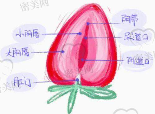 真人实例：上海虹桥医院闫冬娜小阴唇整形的神奇成效