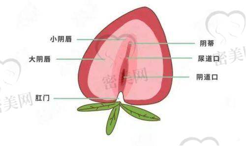 上海虹桥医院：开展小阴唇整形的强大后盾