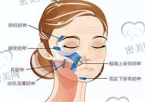 微拉美优势:紧致抗衰的“秘密武器”